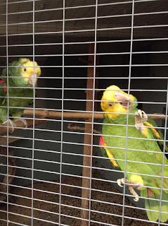 Parrot for sale Double yellow head amazon
