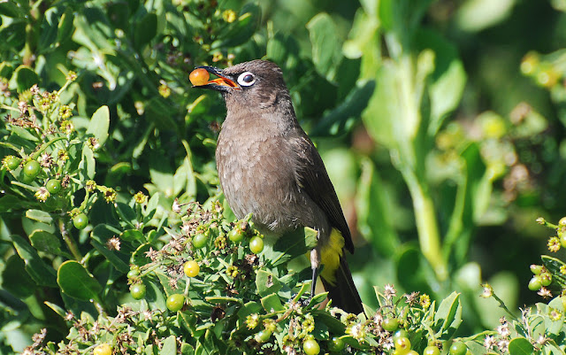 Pycnonotus capensis