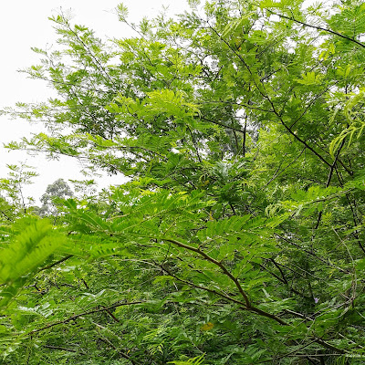  🌿  Nᴏᴍᴇ(s)Pᴏᴘᴜʟᴀʀ(ᴇs)  【Maricá, Espinheira-de-maricá, Espinheiro, Silva, Pé-de-silva🅿🅾🆁】   🌲 Sɪɴᴏɴíᴍɪᴀ Acacia bimucronata, Mimosa sepiaria, Mimosa stuhlmannii, Mimosa thyrsoidea.