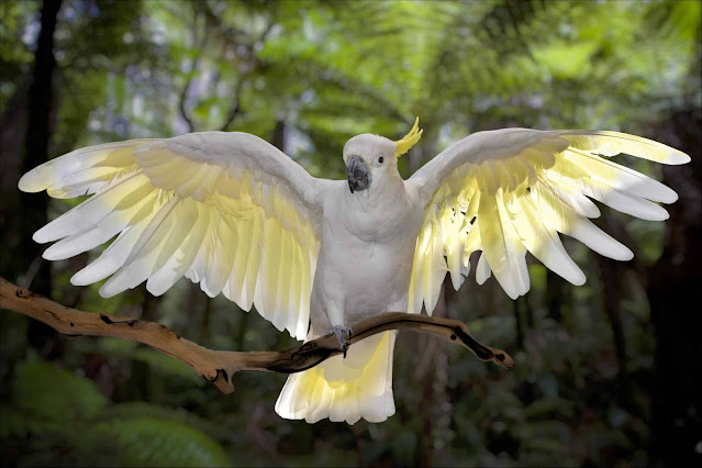 how much is a cockatoo?