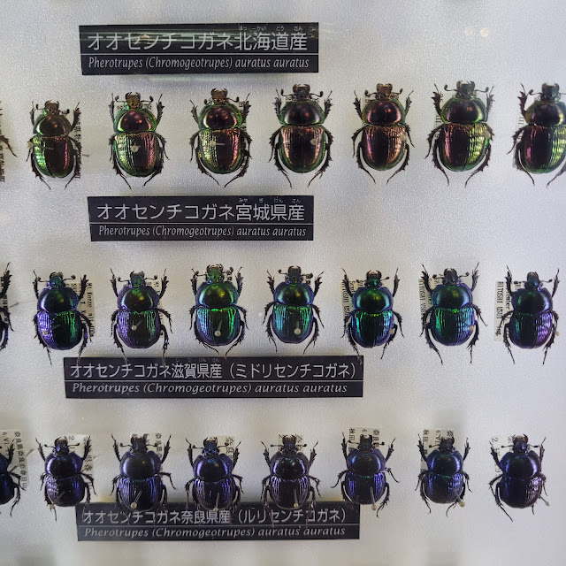 Three rows of iridescent beetles in different colours.