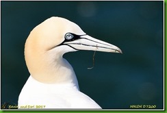 Bempton Cliffs - April
