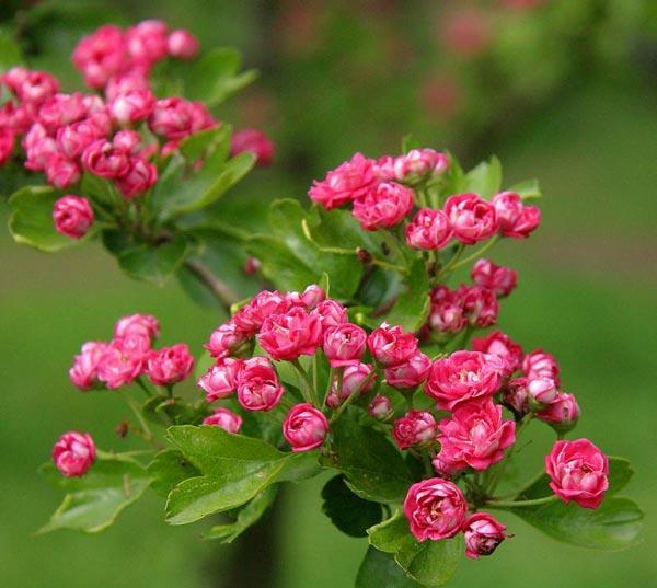 Боярышник 'Paul’s Scarlet' (Crataegus laevigata 'Paul’s Scarlet')