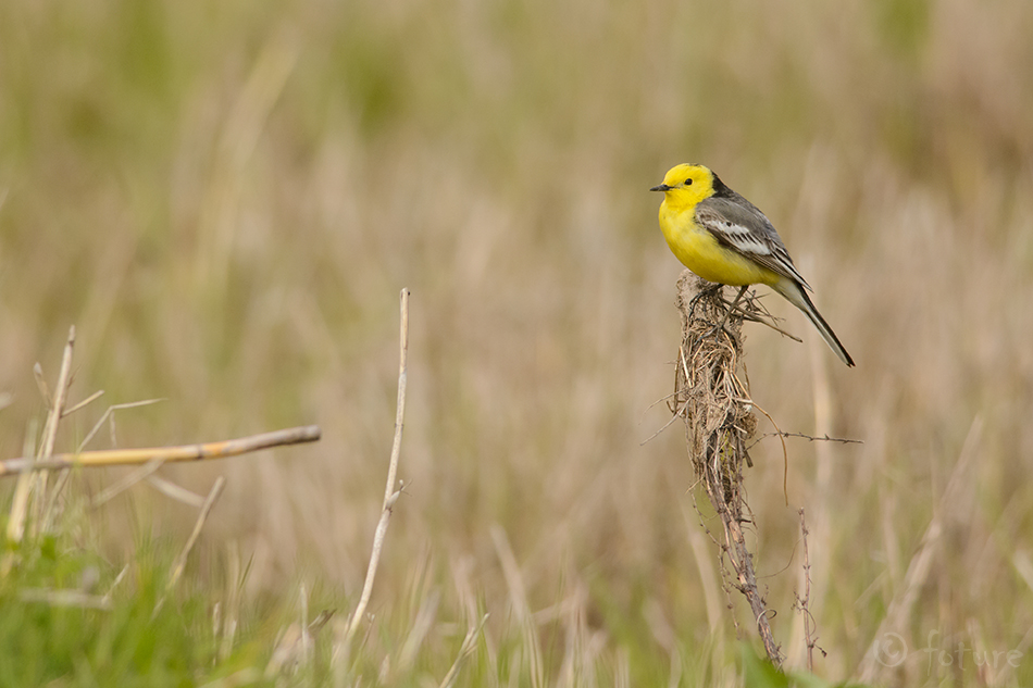 Kuldhänilane, Motacilla citreola, Citrine Wagtail, Yellow-headed, hooded, Northern, hänilane