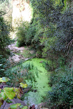 La bassa situada més amunt del canal de Sant Miquel Xic