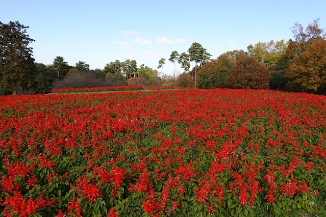 鳥取県西伯郡南部町鶴田 とっとり花回廊 花の丘