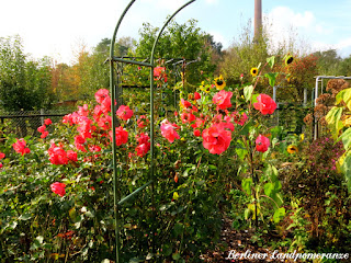 Rosen im Oktober