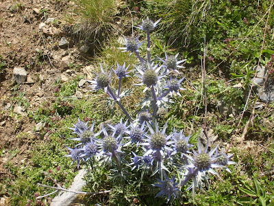 chardon bleu des Pyrénées