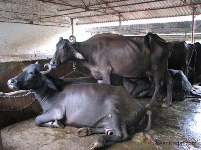 Buffaloes at baba dairy