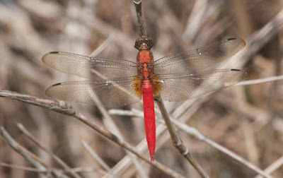 Orthetrum testaceum