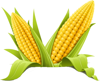 Benefits of Corn for Pregnant Women