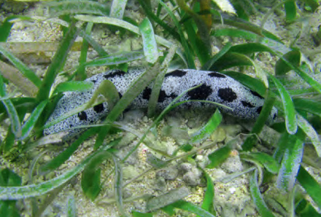 Sea cucumber (Holothuria atra)