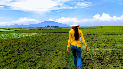 rice fields in the philippines