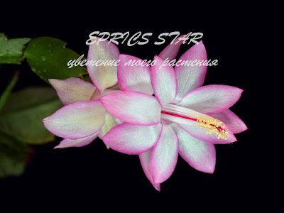 EPRICS STAR Schlumbergera Шлюмбергера Zygocactus Декабрист Truncata Зигокактус Rhipsalidopsis Рипсалидопсис クリスマスカクタス Buckleyi Orssichiana Хатиора 圣诞仙人掌 Easter Кактус Christmas シャコバサボテン Cactus Noël Thanksgiving 复活节仙人掌 Frühlingskakteen Novemberkaktus Weihnachtskaktus デンマークカクタス Osterkaktus Hatiora Zygo 蟹爪 Holiday Праздничный Navidad イースターシャボテン Natal Pâques páscoa 蟹爪兰 Pascua Påskkaktus gracias 圣诞节花 Santa Cacti Cacto Kaktusar Crab Opuntioides bloom ガーデニング blooming blossom bud 室内植物 Flora flower フラワー Plant Spring 花 Teresita Våren Vårkaktus フラワーガーデニング