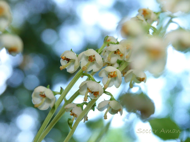 Pyrola japonica