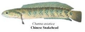 chinese snakehead