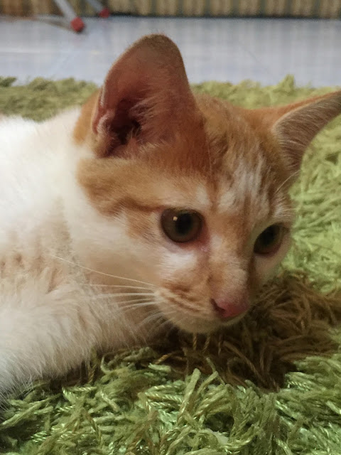 saya suka kucing, kucing comel, binatang peliharaan, pets