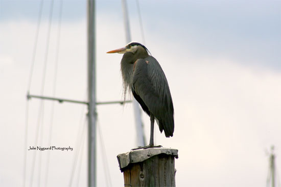 Cleo's Heron, 2009 digital photography by Julie Nygaard