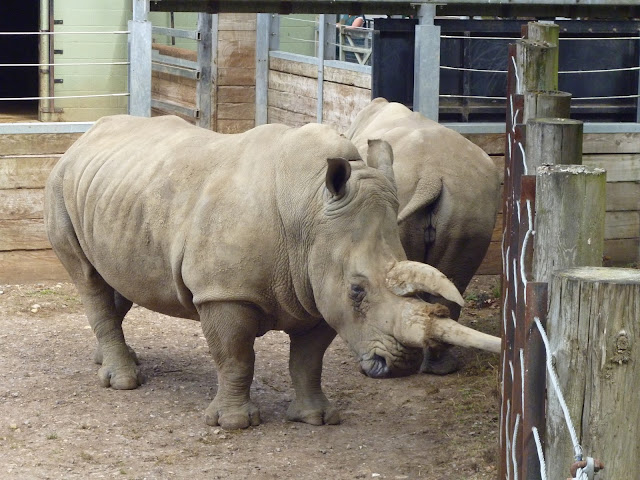 white rhino at marwell zoo