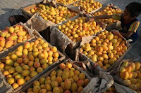 mangga podang