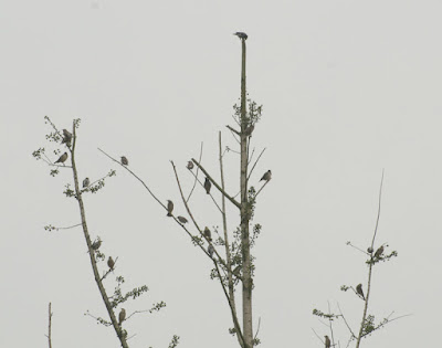 White-cheeked Starling (Sturnus cineraceus), Red-billed Starling (Sturnus sericeus)