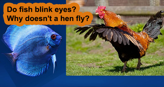 Do fish blink eyes? Why doesn't a hen fly?