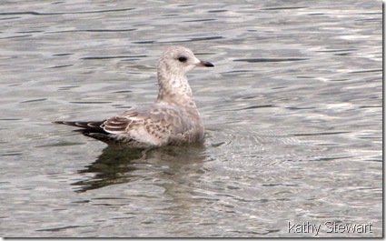 Mew Gull