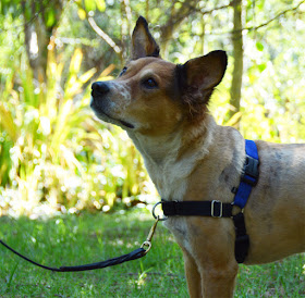 Brisbane models a size M/L Easy Walk harness