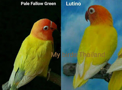 Perbedaan Lovebird Pale Fallow dan Lutino Mata Merah