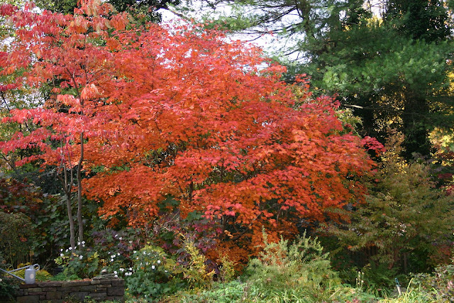 Japanese Maple