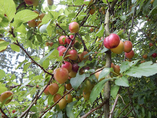 veganer garten