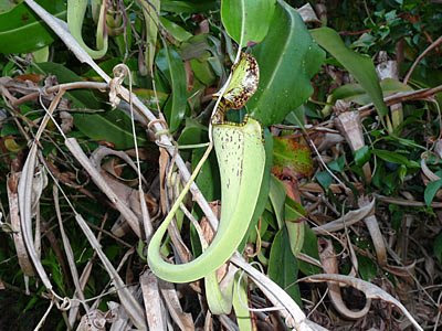 Raffles' Pitcher Plants (Nepenthes rafflesiana)