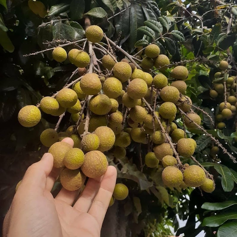 bibit kelengkeng durian manado