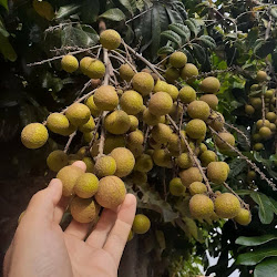 Jual Bibit Kelengkeng Durian Yang Paling Bagus