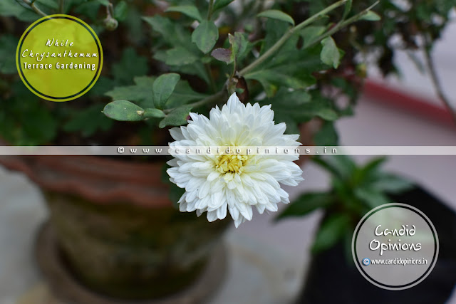 White Chrysanthemums