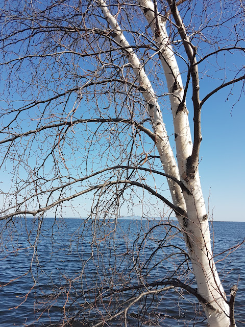 tree near lake superior