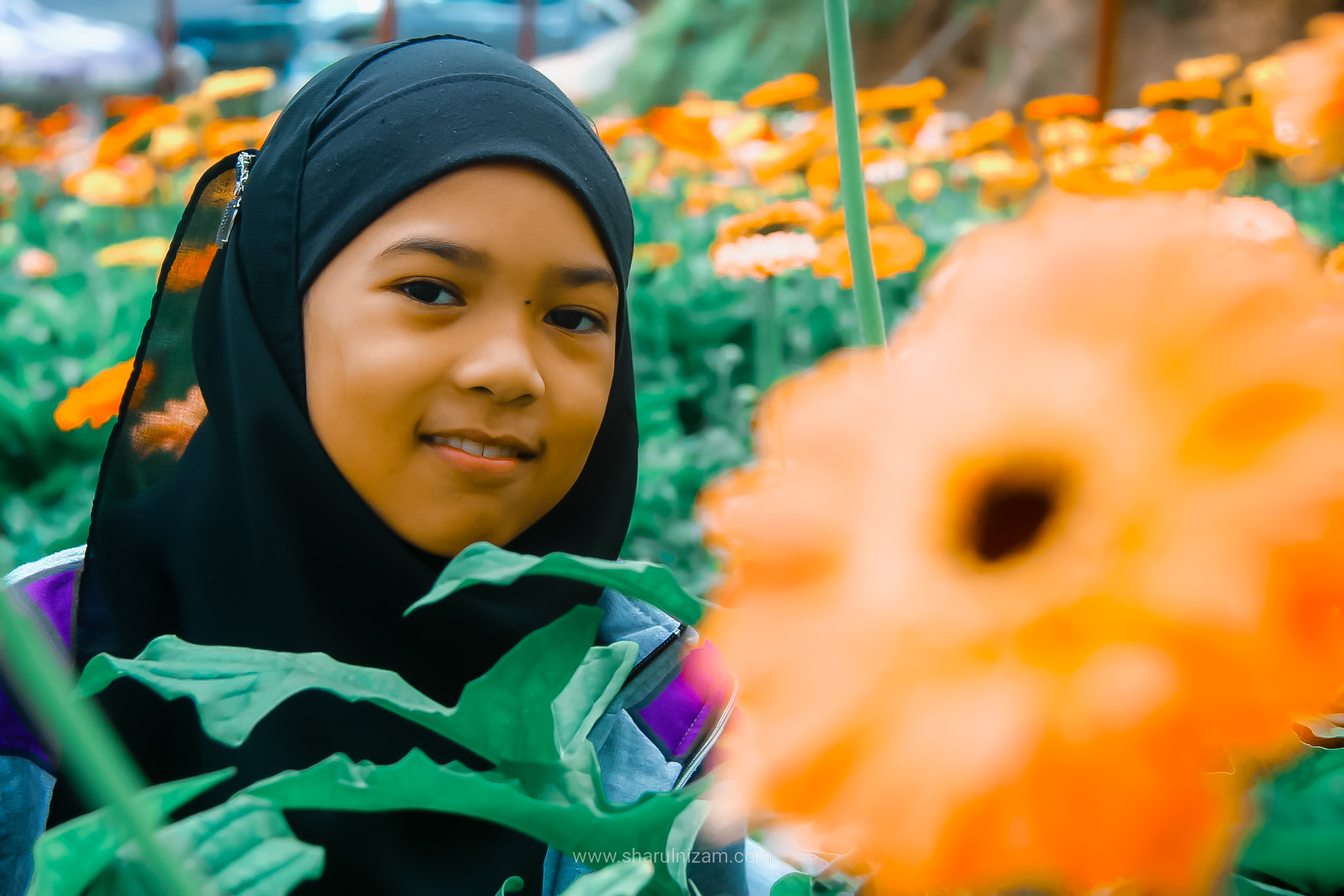 Cameron Lavender Garden, Cameron Highland