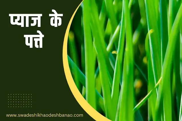 Information about Onion leaf in Hindi