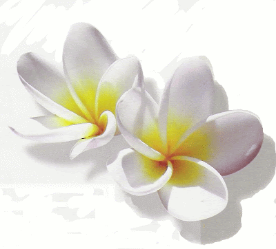 hawaiian flowers cartoon. Pictures Of Hawaiian Flowers. quot;Behold Hawaiiquot; was one of the