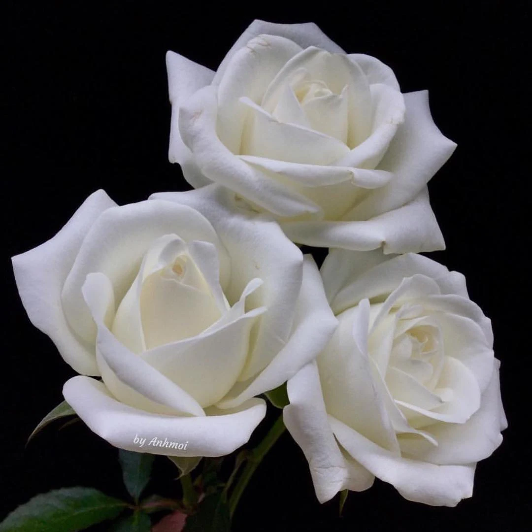 Pictures of white roses - Pictures of white roses - Rose flower pictures download - Rose flower pictures of different colors - rose flower - NeotericIT.com