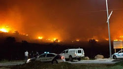 Pohon Ghorqod Pelindung Bangsa Yahudi Di Israel Musnah Terbakar Dalam Sekejap 