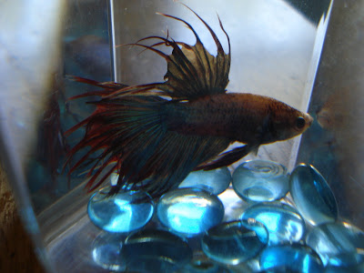 betta splenden