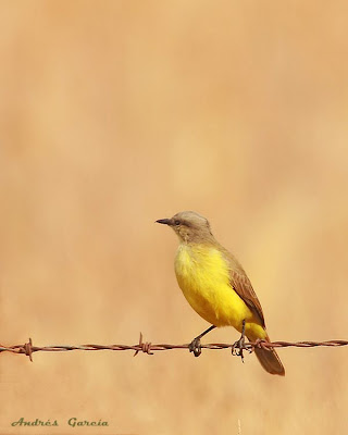 tyrant birds