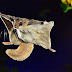 (Pteromys momonga)