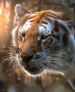Tiger HD Images 2020 You can set your wallpaper {HD Wallpapers}