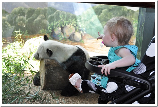 EC panda 2