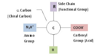 amino acid