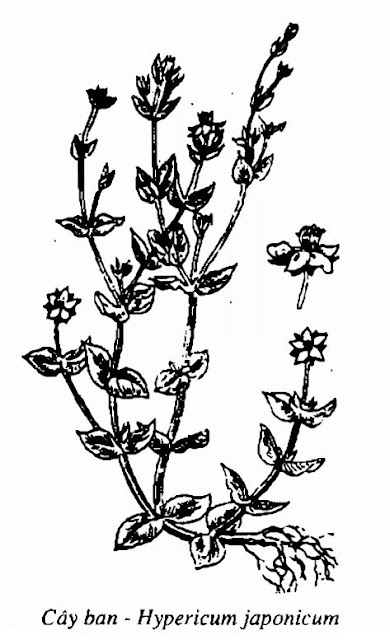 Hình vẽ Cây Ban - Hypericum japonicum - Nguyên liệu làm thuốc Đắp vết thương Rắn Rết cắn