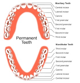 COMPOSITION SERRATIONS (TOOTH)