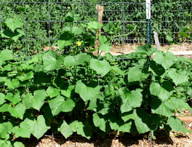 Cucumbers on cattle panel trellis.